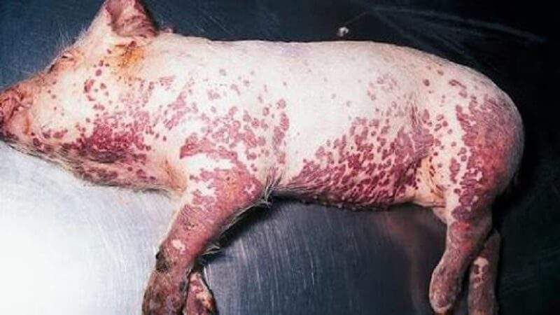 Tụ huyết trùng là một căn bệnh nguy hiểm đối với lợn