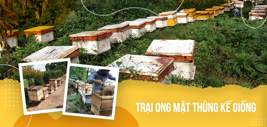 Ong chúa trại ong mật tầng kế