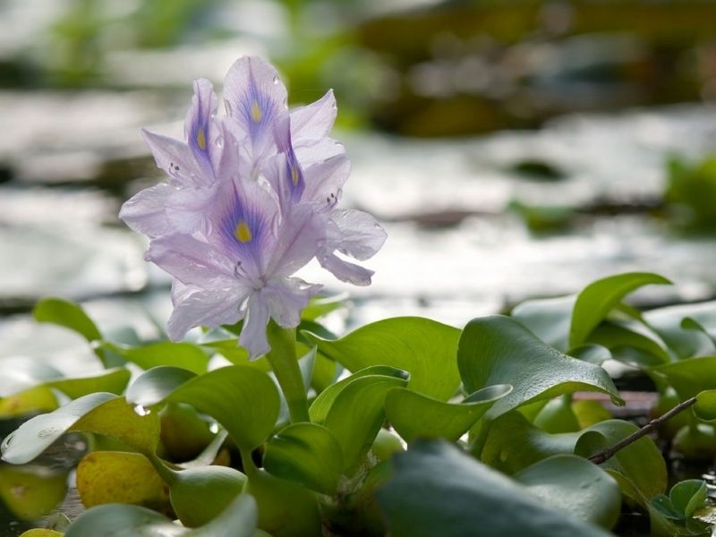 do thu cong my nghe tu luc binh