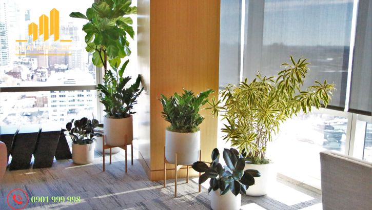 Bố trí cây ở góc phòng có nhiều ánh sáng