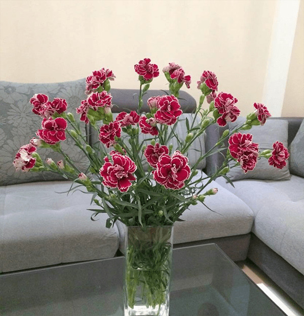 Làm thế nào để cho hoa cắm trong bình có thể tươi được lâu? Làm thế nào để cho hoa cắm trong bình có thể tươi được lâu?