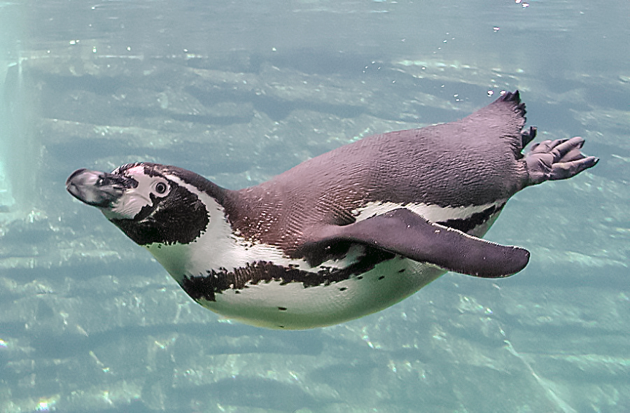 Chim cánh cụt (Pinguin) sống ở đâu? Chim cánh cụt (Pinguin) sống ở đâu?