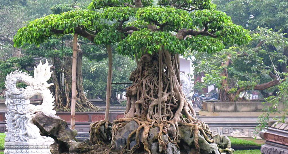 Tại sao cây trong chậu cảnh lại già và có nhiều tư thế? Tại sao cây trong chậu cảnh lại già và có nhiều tư thế?
