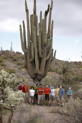 Tại sao gọi cây xương rồng Saguaros là “ người khổng lồ” của sa mạc Tại sao gọi cây xương rồng Saguaros là “ người khổng lồ” của sa mạc