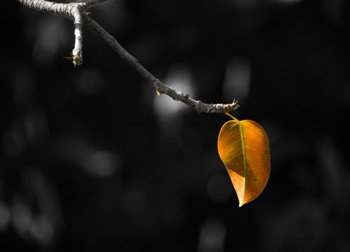 Vì sao lá trên ngọn rụng cuối cùng? Vì sao lá trên ngọn rụng cuối cùng?