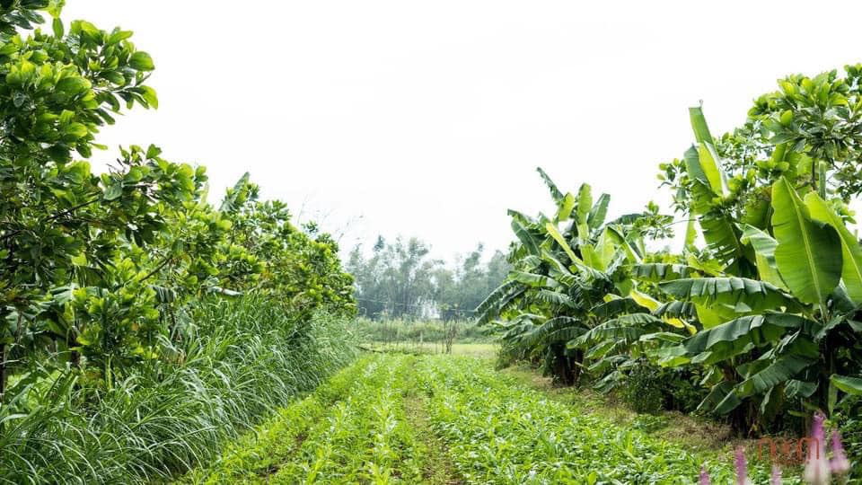 KHÁI NIỆM TỔNG QUÁT VỀ CANH TÁC NÔNG NGHIỆP BỀN VỮNG - VƯỜN RỪNG KHÁI NIỆM TỔNG QUÁT VỀ CANH TÁC NÔNG NGHIỆP BỀN VỮNG - VƯỜN RỪNG