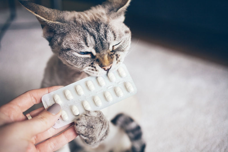 Mèo bị nhiễm giun và tầm quan trọng của việc tẩy giun cho mèo Mèo bị nhiễm giun và tầm quan trọng của việc tẩy giun cho mèo
