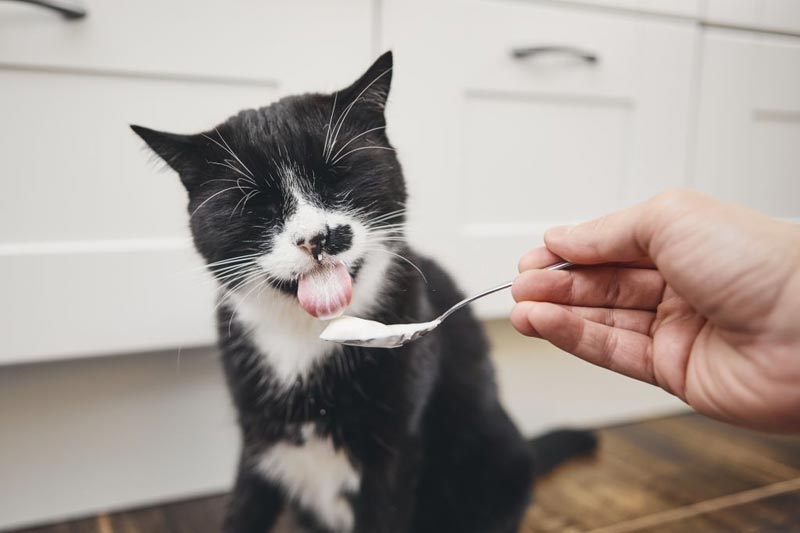 Mèo Có Ăn Được Sữa Chua Không? Hướng Dẫn Ăn Đúng Cách Mèo Có Ăn Được Sữa Chua Không? Hướng Dẫn Ăn Đúng Cách