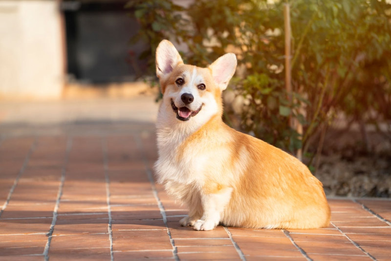 Khám phá về Corgi- loài chó đáng yêu được ưa chuộng Khám phá về Corgi- loài chó đáng yêu được ưa chuộng