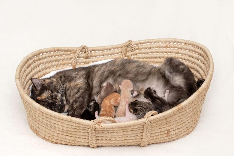 Hướng dẫn cách đỡ đẻ cho mèo an toàn và đúng cách tại nhà Hướng dẫn cách đỡ đẻ cho mèo an toàn và đúng cách tại nhà