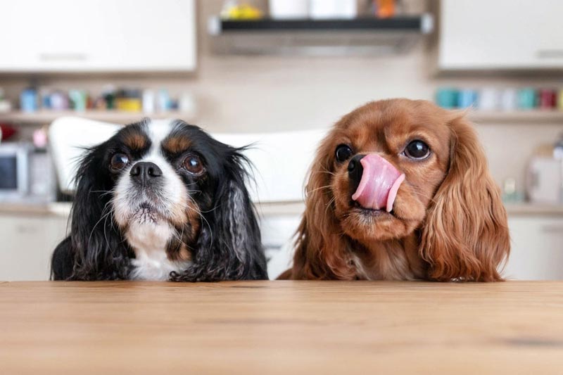Có nên thiến chó? Biện pháp triệt sản nào an toàn cho cún yêu? Có nên thiến chó? Biện pháp triệt sản nào an toàn cho cún yêu?