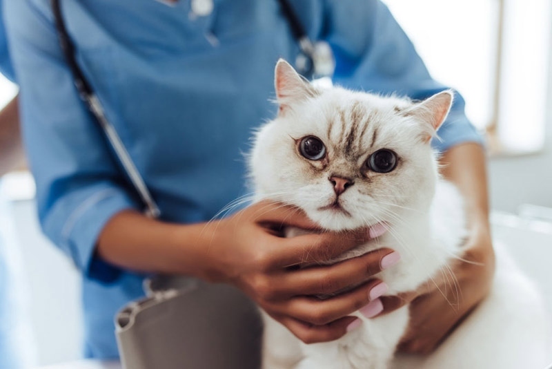 Triệt sản mèo cái – Những điều cần biết Triệt sản mèo cái – Những điều cần biết