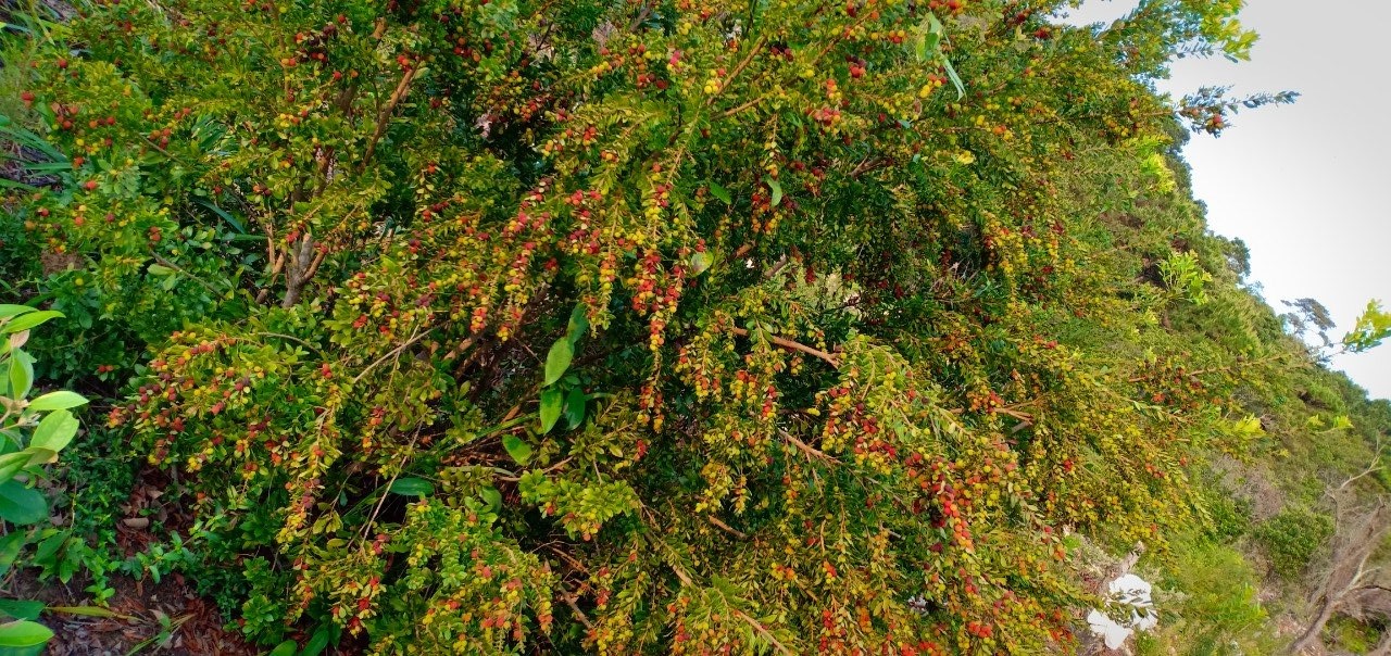 Cây Thanh mai 5 năm tuổi cho quả tại Vân Đồn, Quảng Ninh