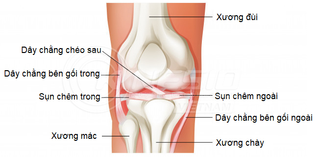 Giải phẫu khớp gối