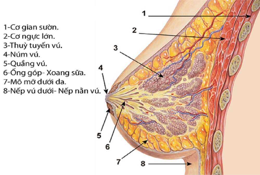 CẤU TẠO VÒNG 1 CỦA PHỤ NỮ, CÁCH BỔ SUNG DINH DƯỠNG HỢP LÝ ĐỂ CÓ VÒNG 1 ĐẸP