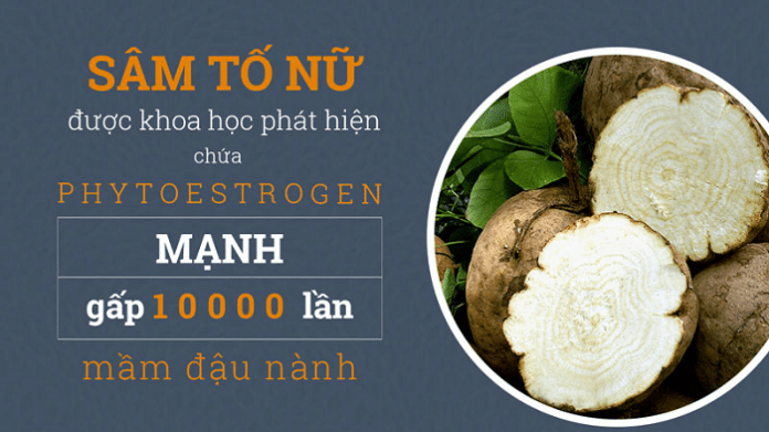 TÁC DỤNG CỦA SÂM TỐ NỮ VỚI SỨC KHỎE VÀ SẮC ĐẸP CỦA PHỤ NỮ