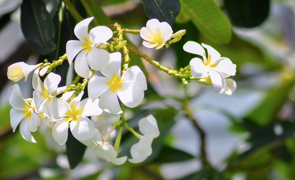 dầu tắm hoa sứ