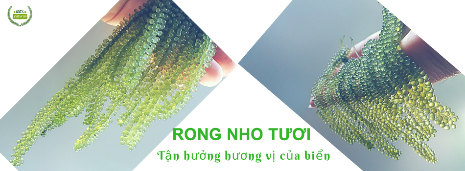 Rong Nho Tươi Nha Trang Và Giấc Mơ Rong Nho Việt Rong Nho Tươi Nha Trang Và Giấc Mơ Rong Nho Việt