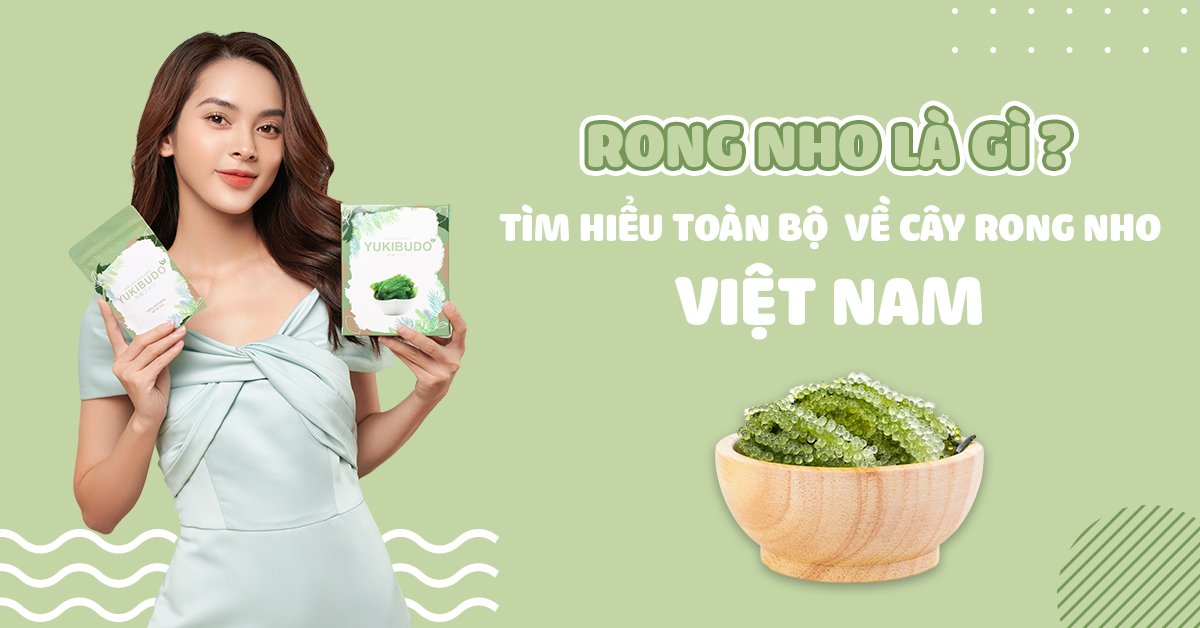Rong nho là gì? Tìm hiểu toàn bộ về cây rong nho Việt Nam Rong nho là gì? Tìm hiểu toàn bộ về cây rong nho Việt Nam