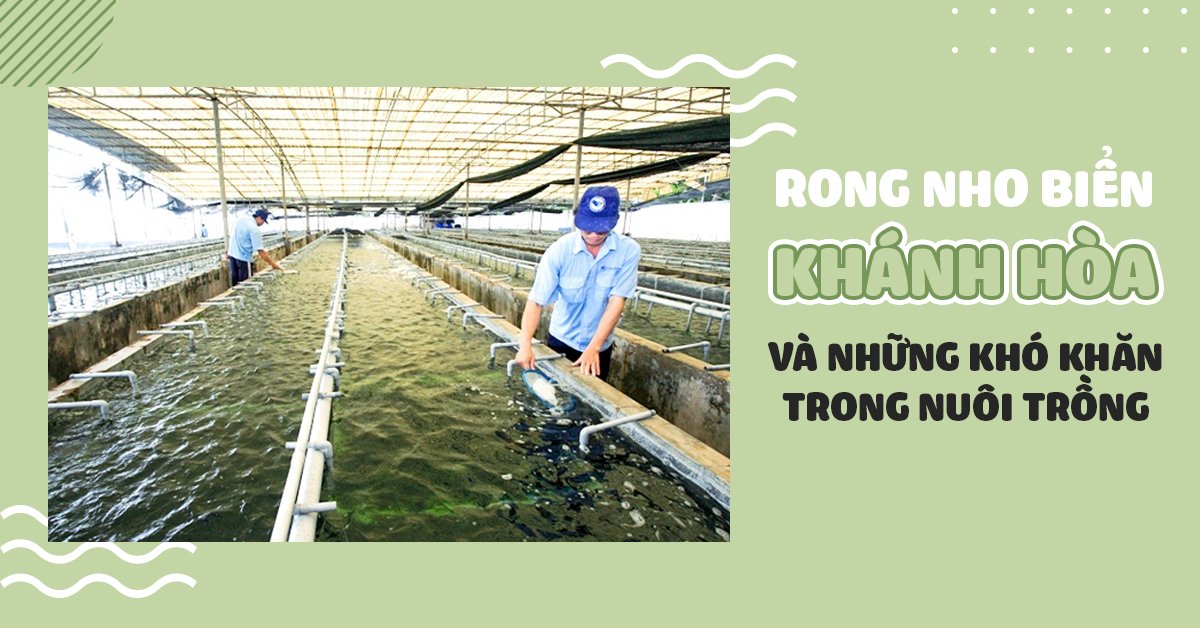 Rong Nho Biển Khánh Hòa Và Những Khó Khăn Trong Nuôi Trồng Rong Nho Biển Khánh Hòa Và Những Khó Khăn Trong Nuôi Trồng
