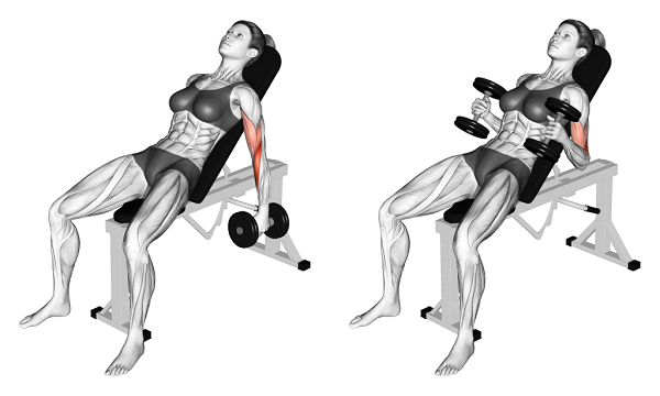 Bài tập tạ tay Incline Hammer Curls