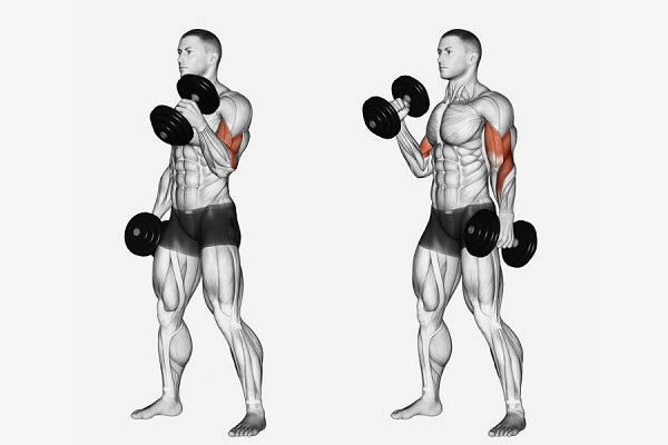 Bài tập tạ Dumbbell Biceps Curl