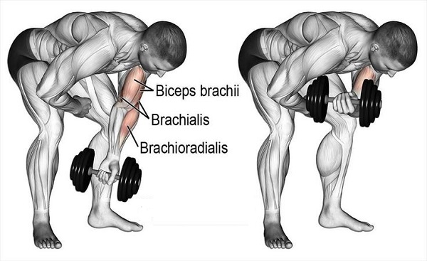 Bài tập Standing Concentration Curl