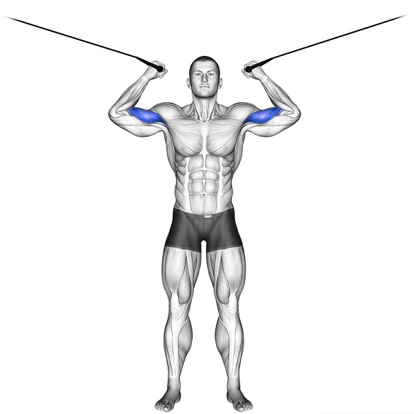 Bài tập tạ cơ tay trước với dây cáp (Overhead Cable Curl)