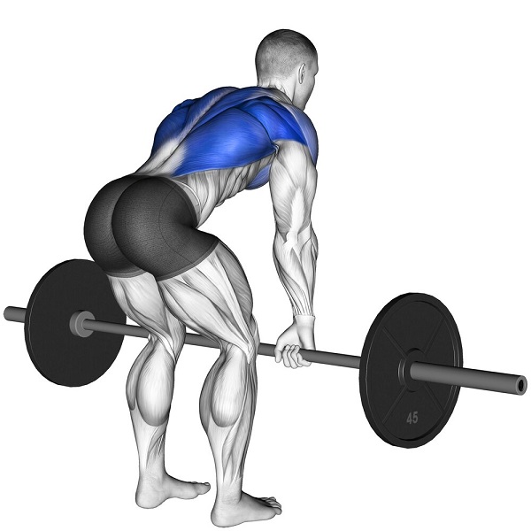 Bài tập tạ đòn Bent Over Row