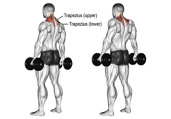 Bài tập cầu vai Dumbbell Shrugs