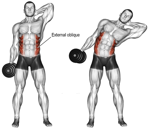 Bài tập Dumbbell Side Bend