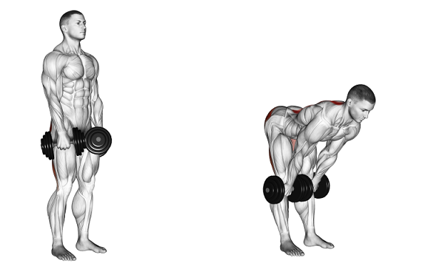 Bài tập tạ tay Stiff-Legged Dumbbell Deadlift