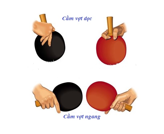 Hướng dẫn cách cầm vợt ngang và dọc đúng cách trong đánh bóng bàn