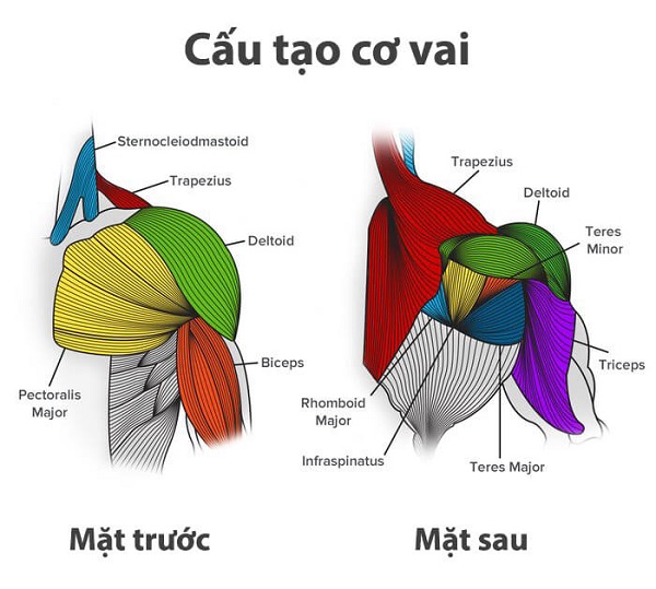 Cơ vai và những điều mà chị em cần biết