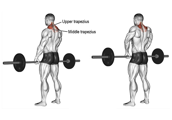 Bài tập cơ cầu vai Barbell Shrugs