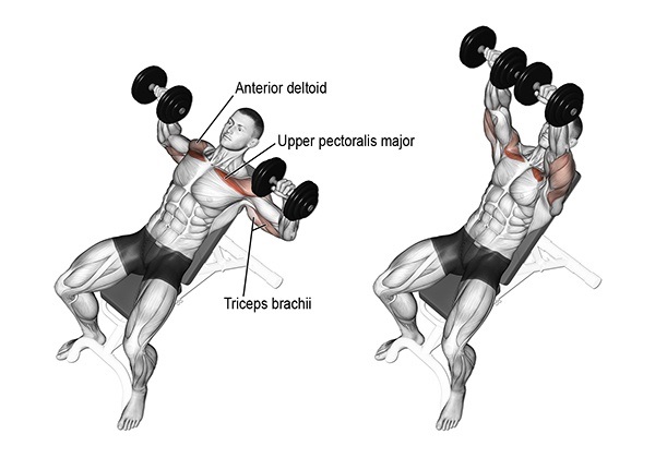 Bài tập Incline dumbbell chest press
