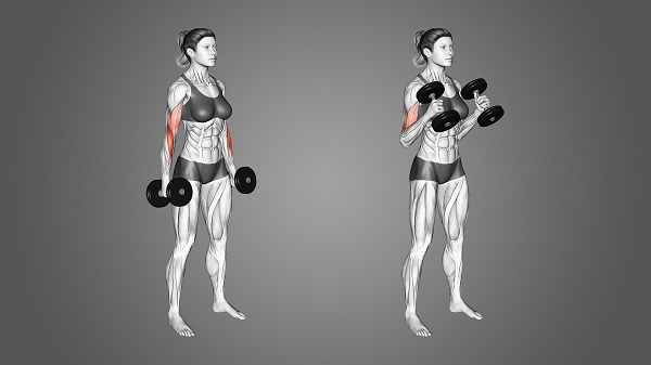 Bài tập tạ tay Hammer Curl