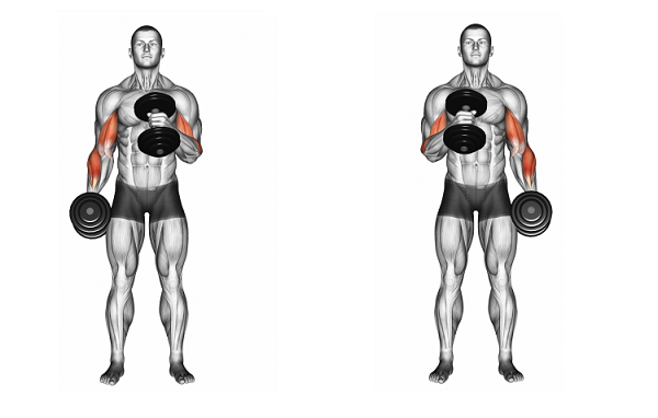 Bài tập săn chắc cơ bắp tay Cross Body Hammer Curl