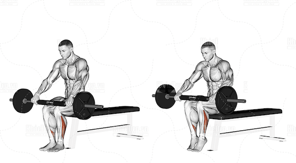 Bài tập nâng tạ đòn trên đùi (Barbell Seated Calf Raise)