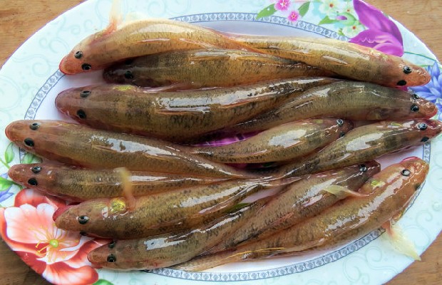 Chọn những con cá bống trứng tươi ngon để kho