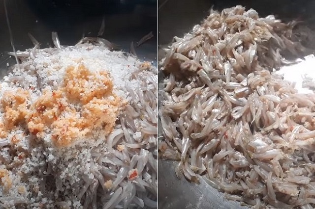 Cho cá cơm vào thau trộn với thính gạo, muối và đường cát