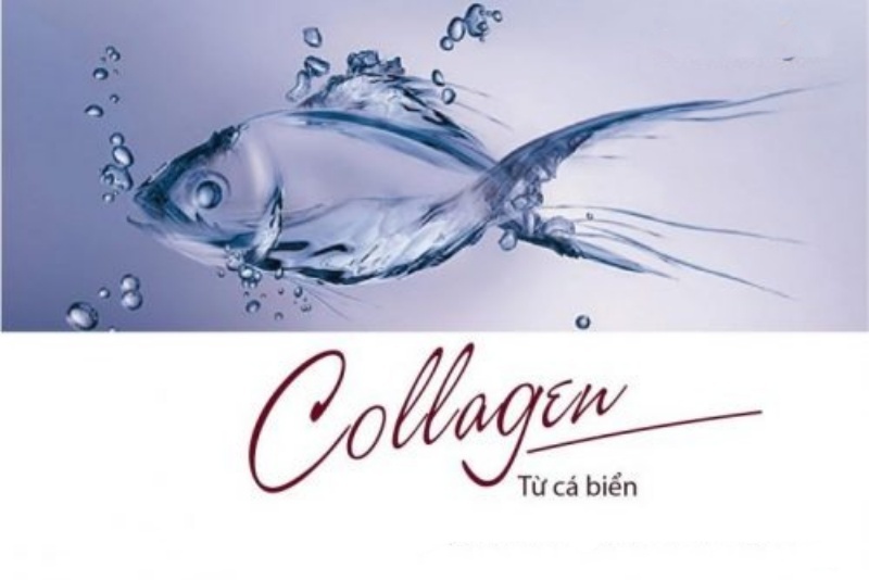 kinohimitsu stem cell collagen drink với collagen được chiết xuất từ cá