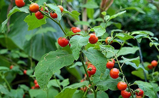 Tác dụng của cây cà gai leo