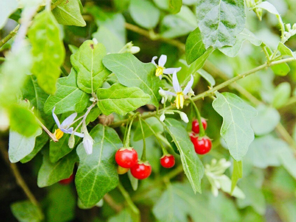 Cây cà gai leo có tác dụng gì