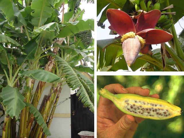 bài thuốc dân gian từ chuối hột