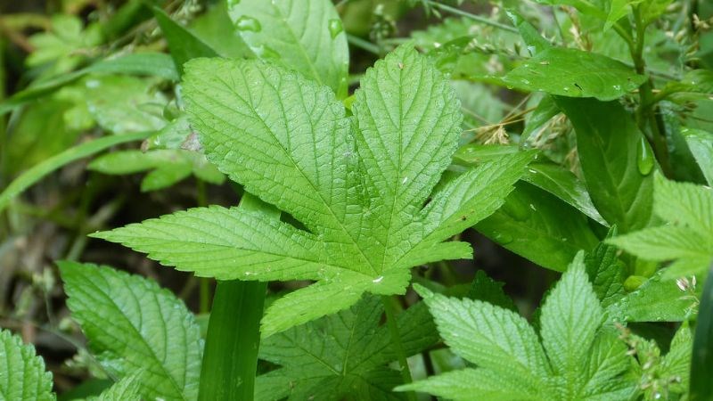 Mua giảo cổ lam ở đâu