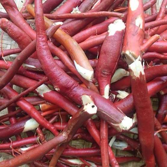 cách dùng sâm cau đỏ