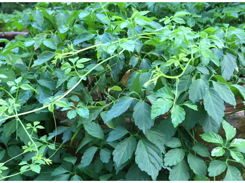 Giảo cổ lam tây bắc