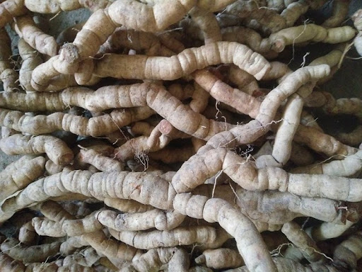 ba kích tím rừng