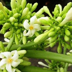 cách dùng hoa đu đủ đực